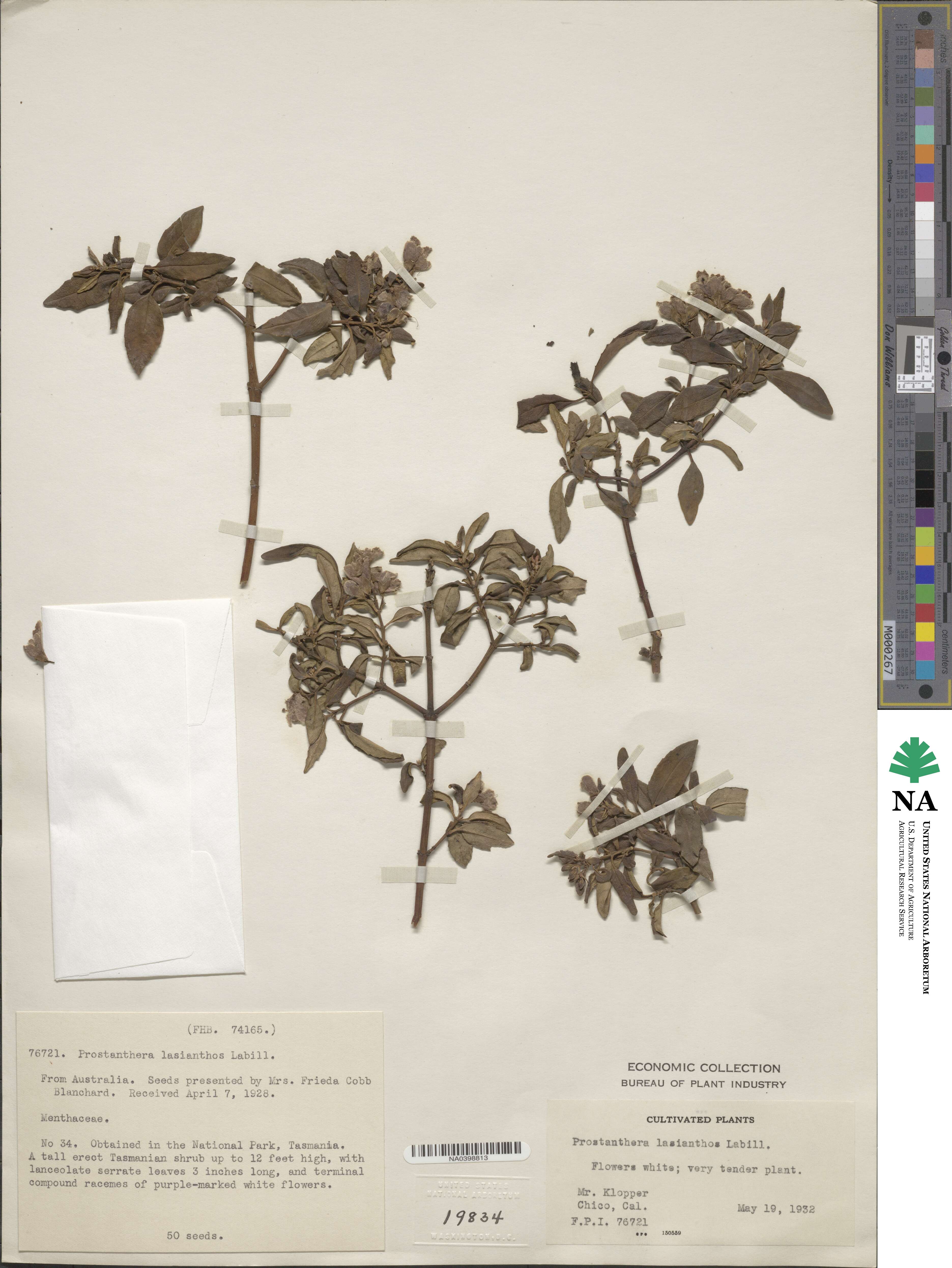 Prostanthera lasianthos image