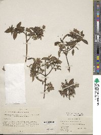 Prostanthera lasianthos image