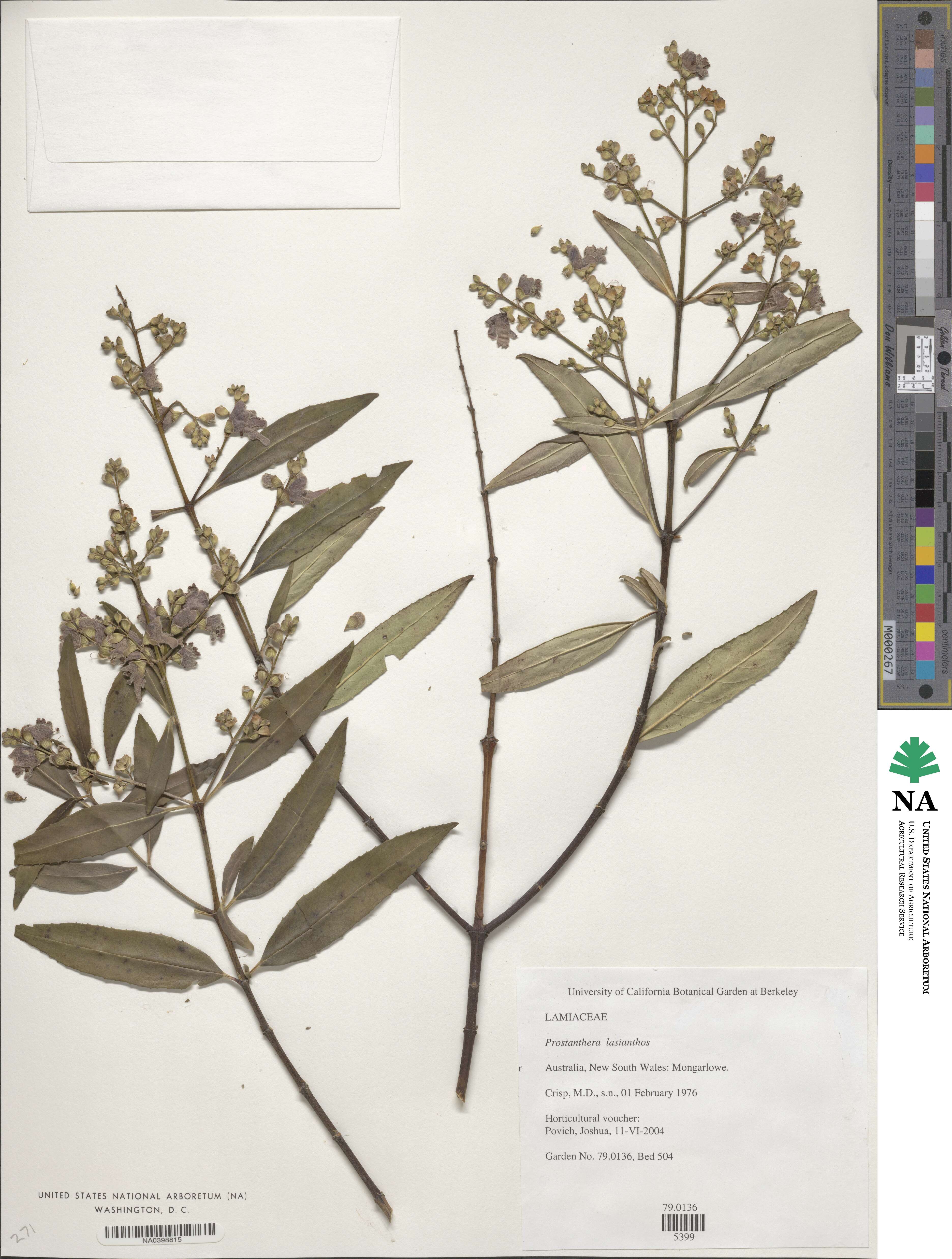 Prostanthera lasianthos image