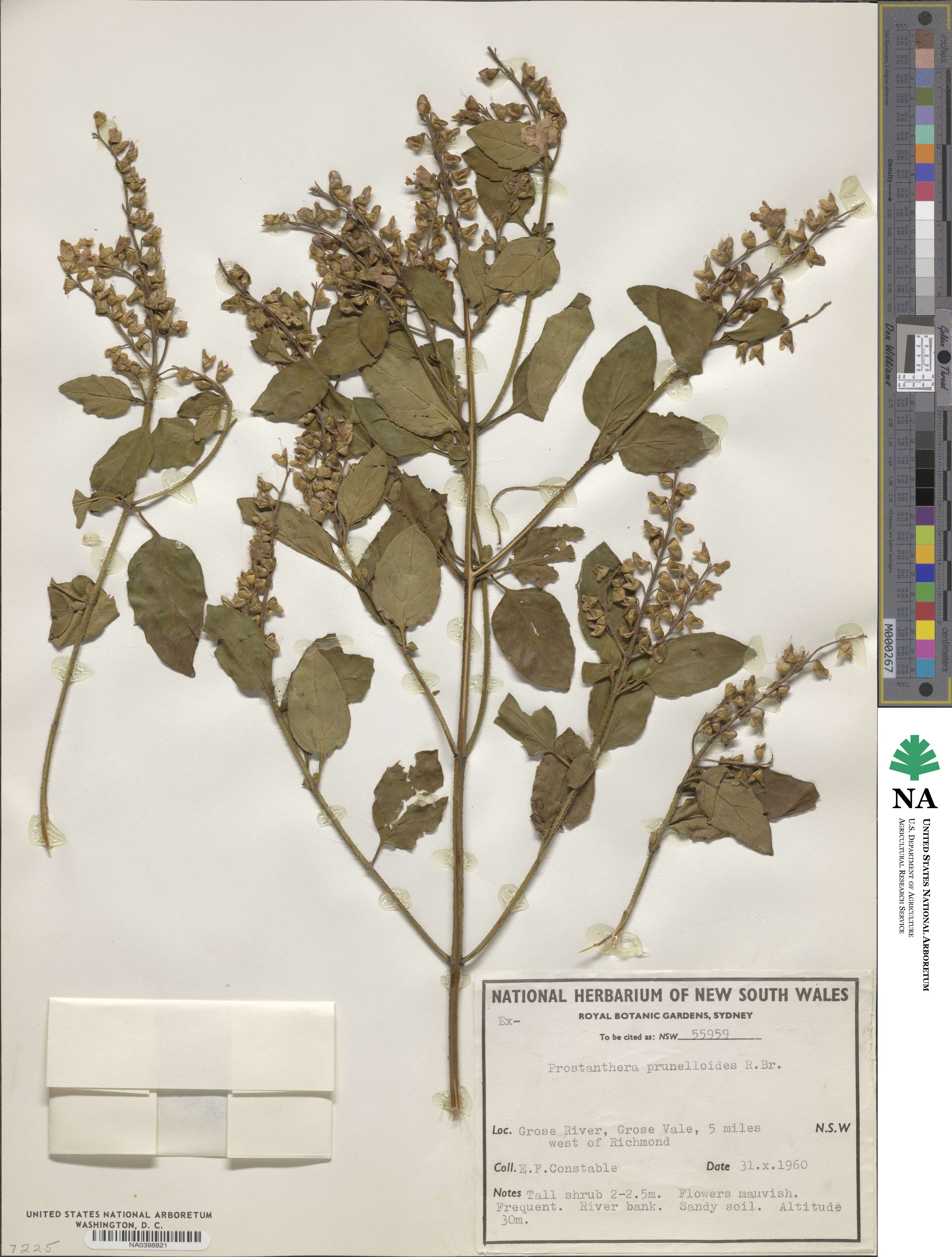 Prostanthera prunelloides image