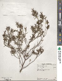 Prostanthera phylicifolia image