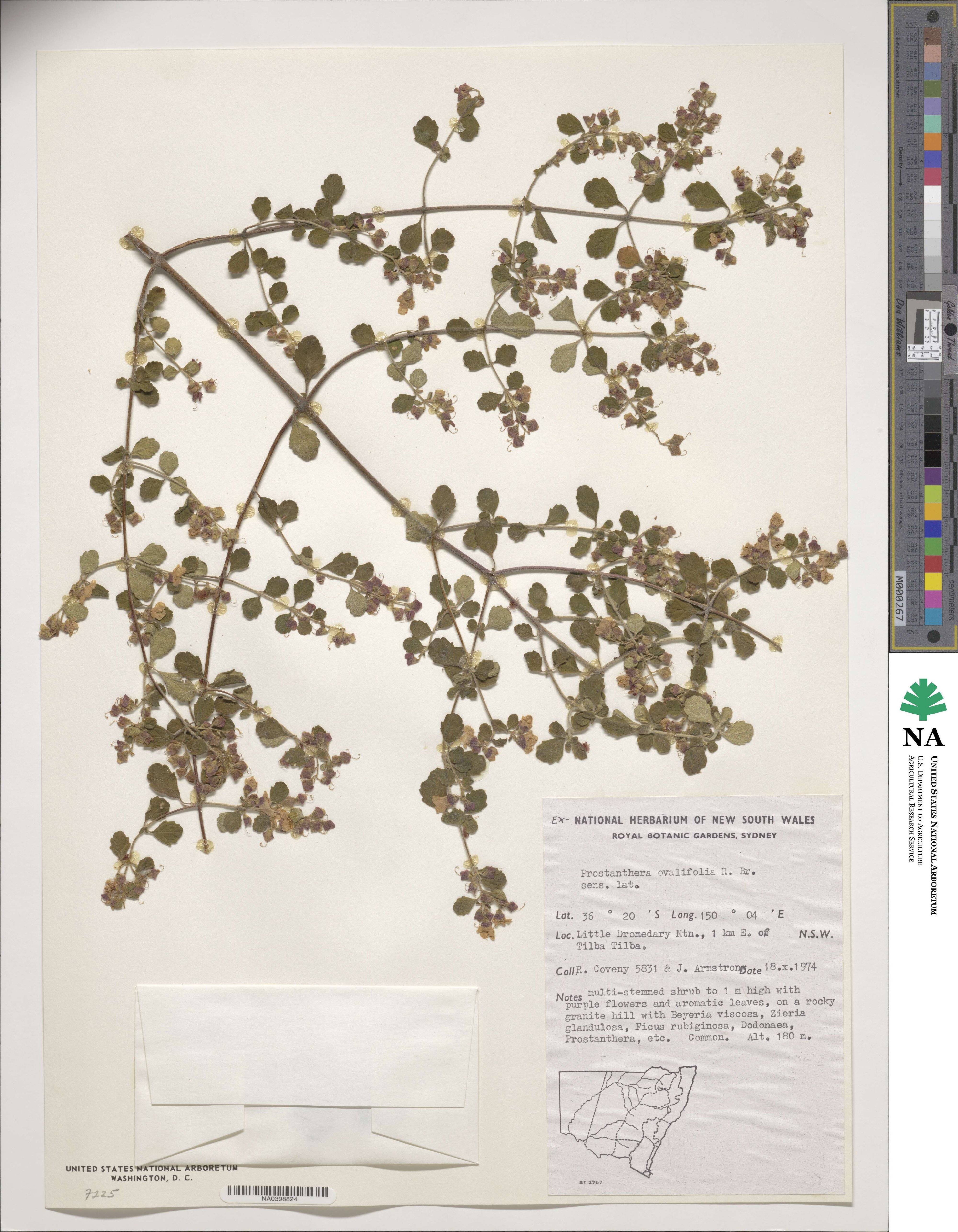Prostanthera ovalifolia image