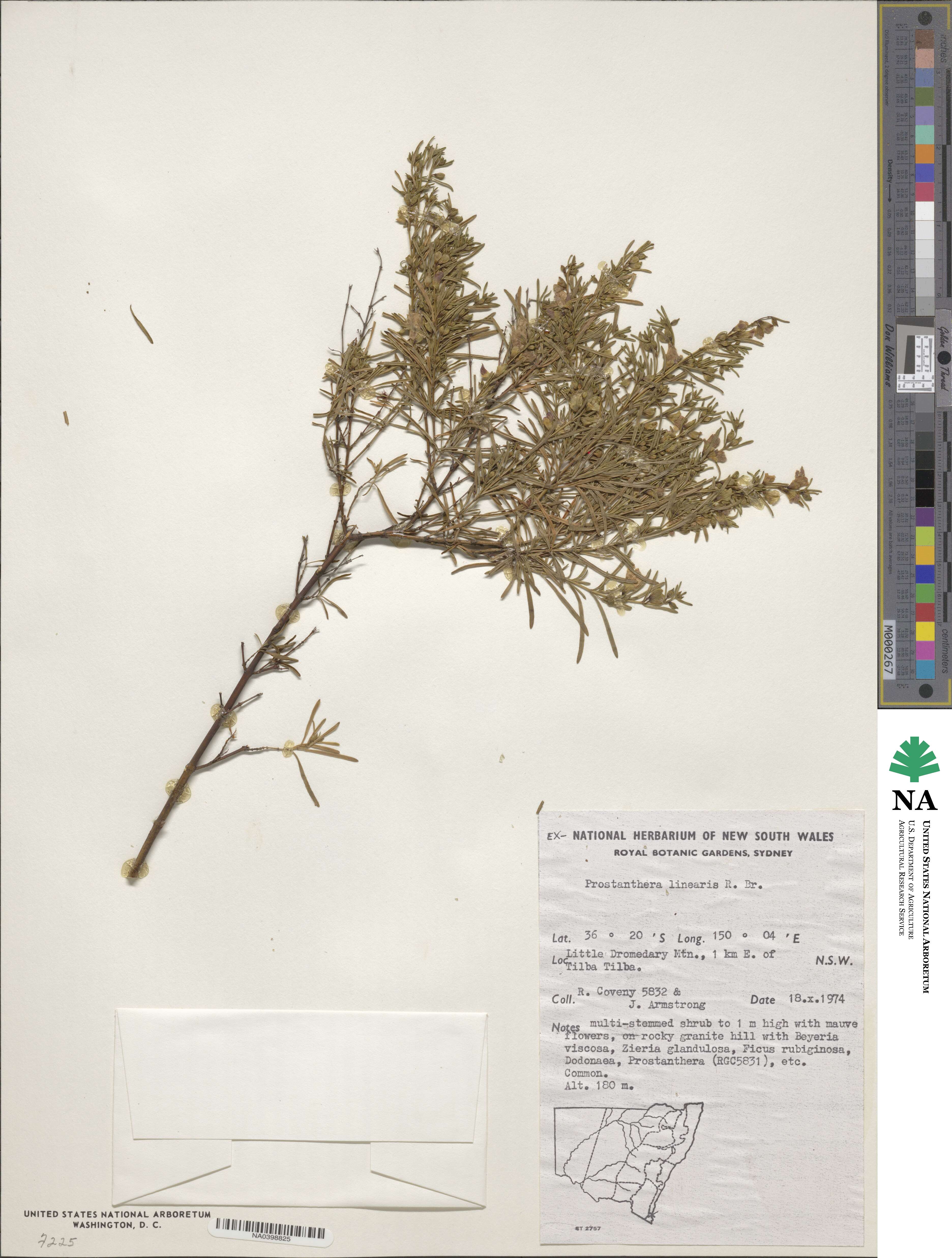 Prostanthera linearis image