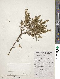 Image of Prostanthera linearis