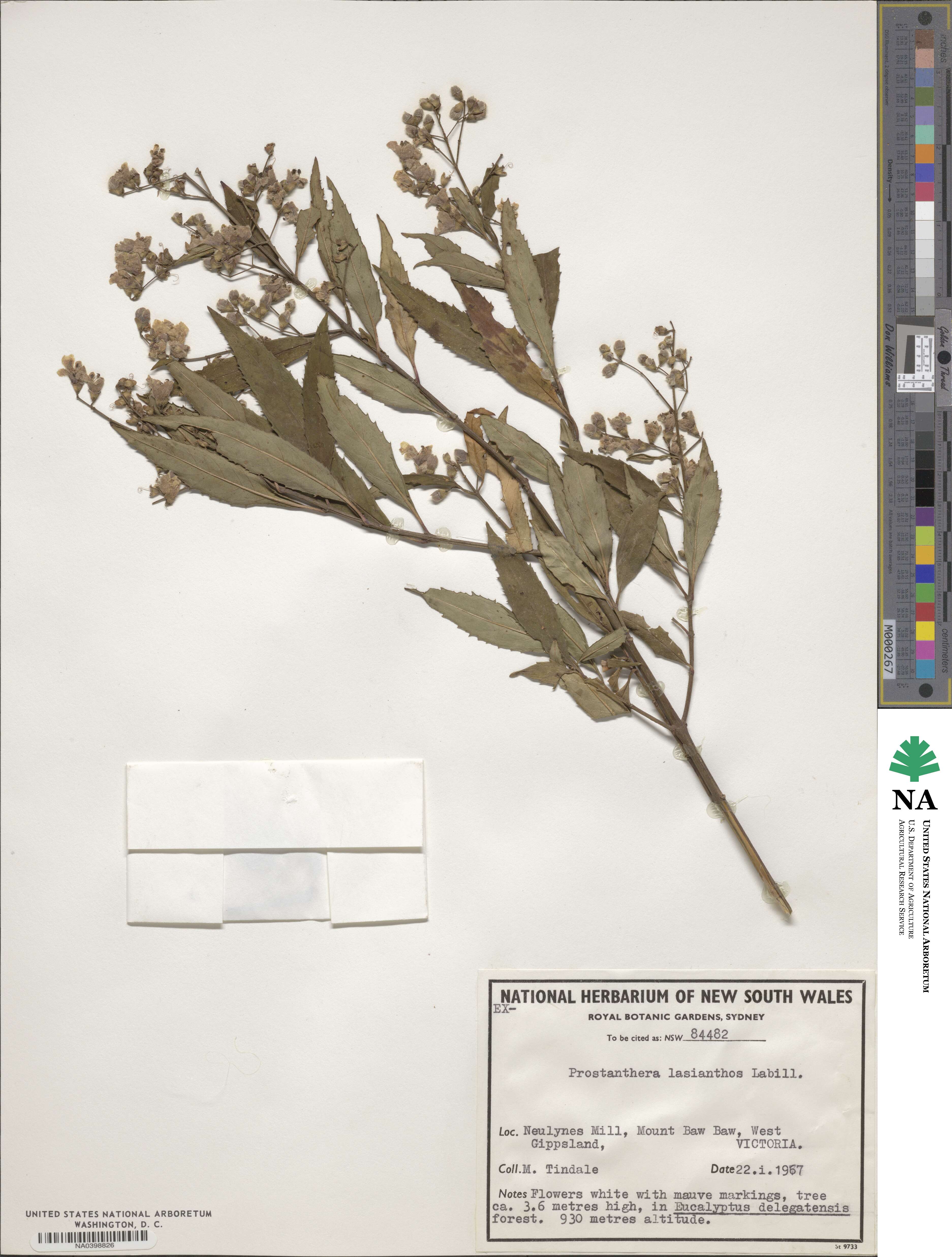 Prostanthera lasianthos image