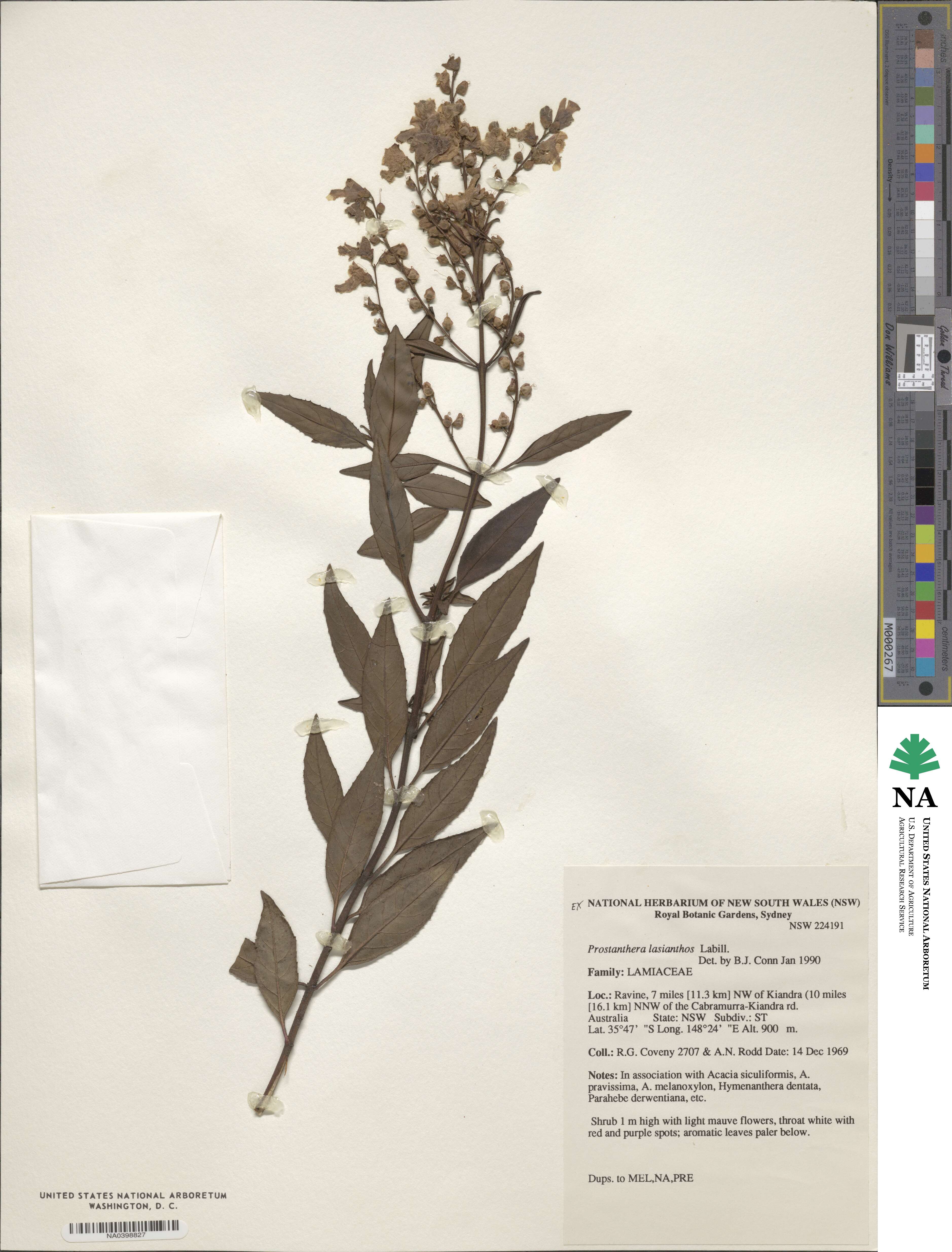 Prostanthera lasianthos image