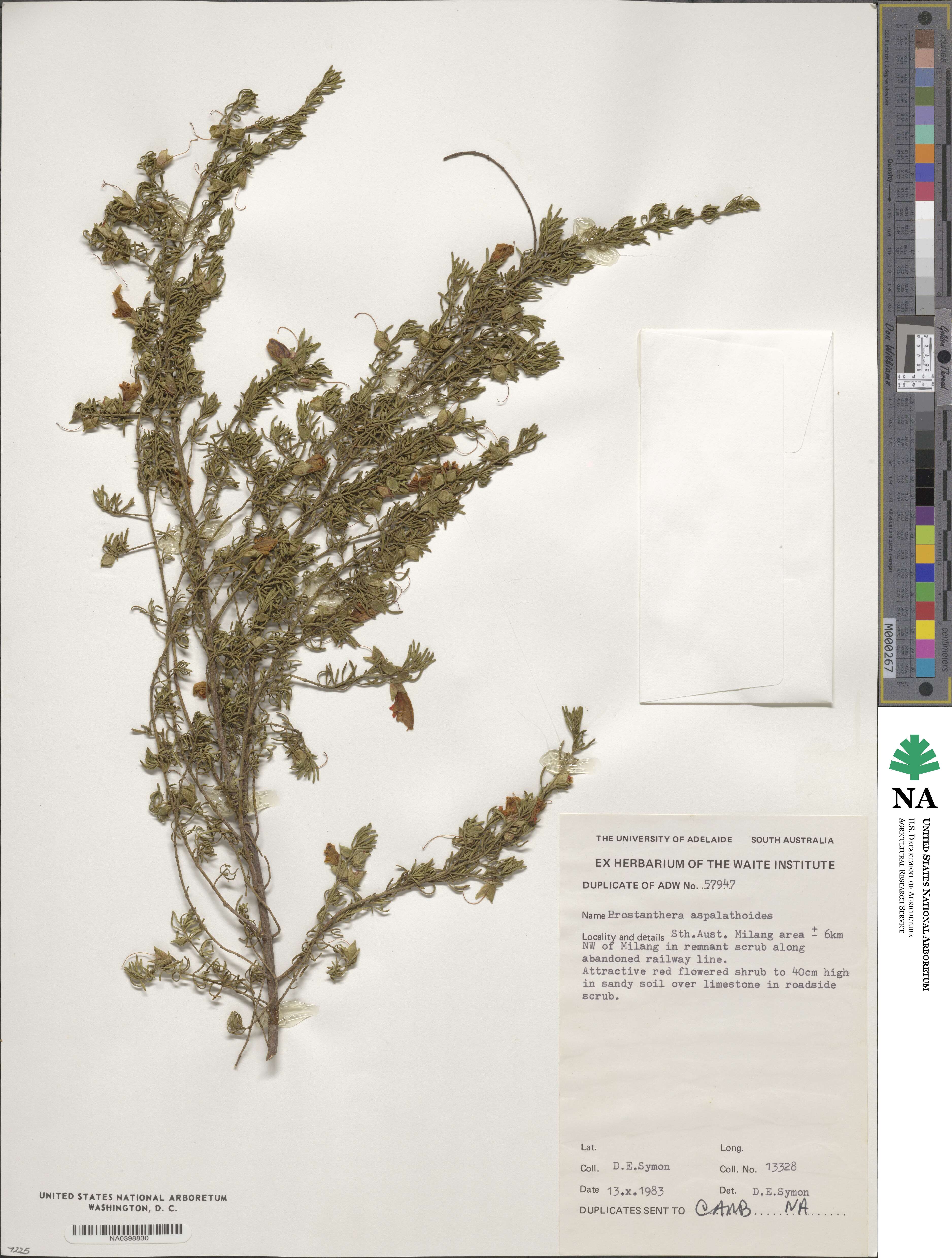 Prostanthera aspalathoides image