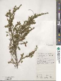 Image of Prostanthera aspalathoides