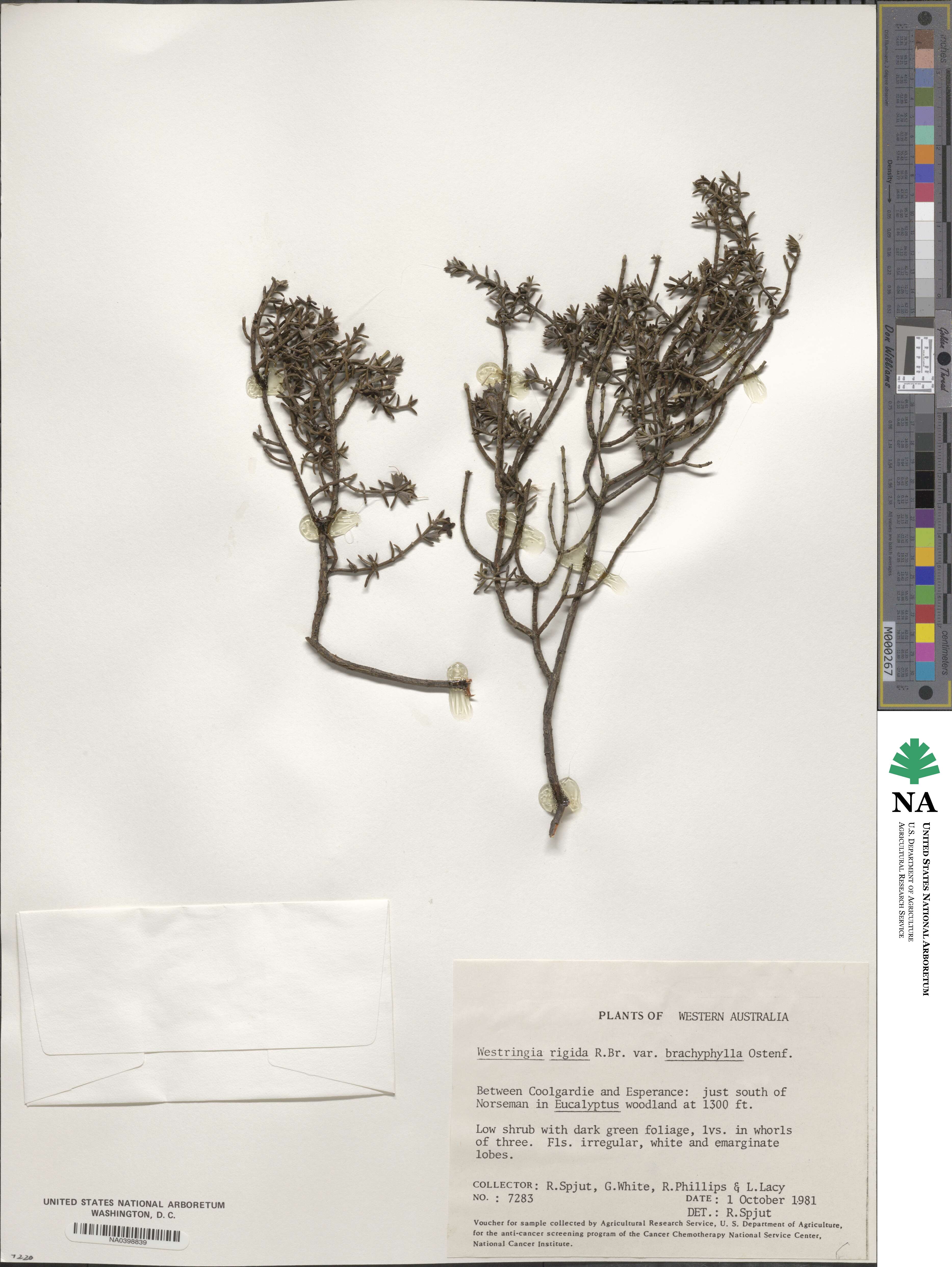 Westringia rigida image