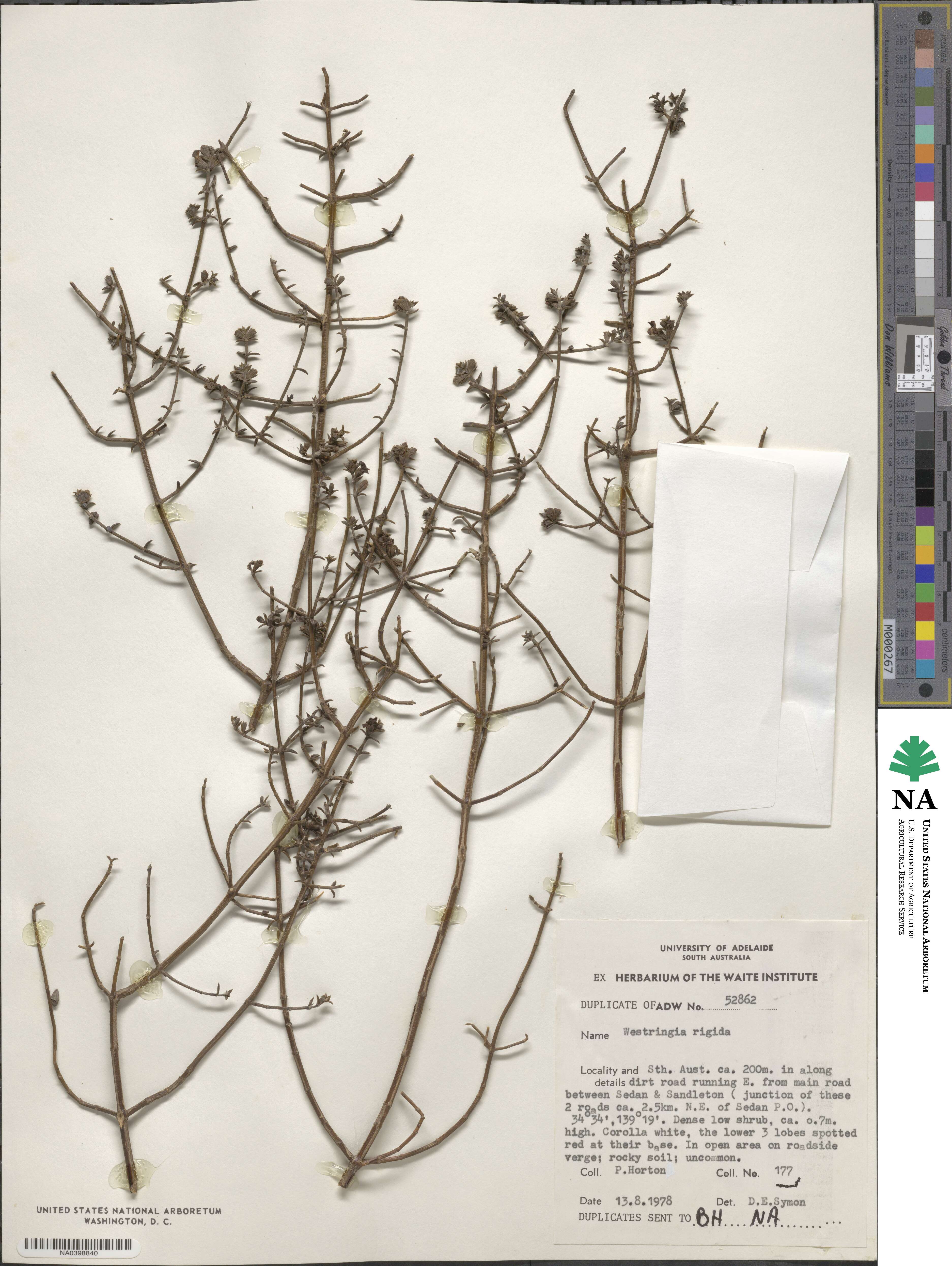 Westringia rigida image