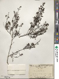 Image of Westringia longifolia