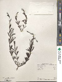 Westringia longifolia image