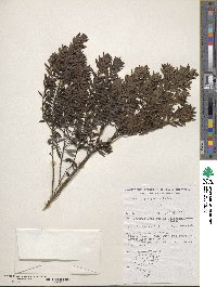 Image of Westringia glabra