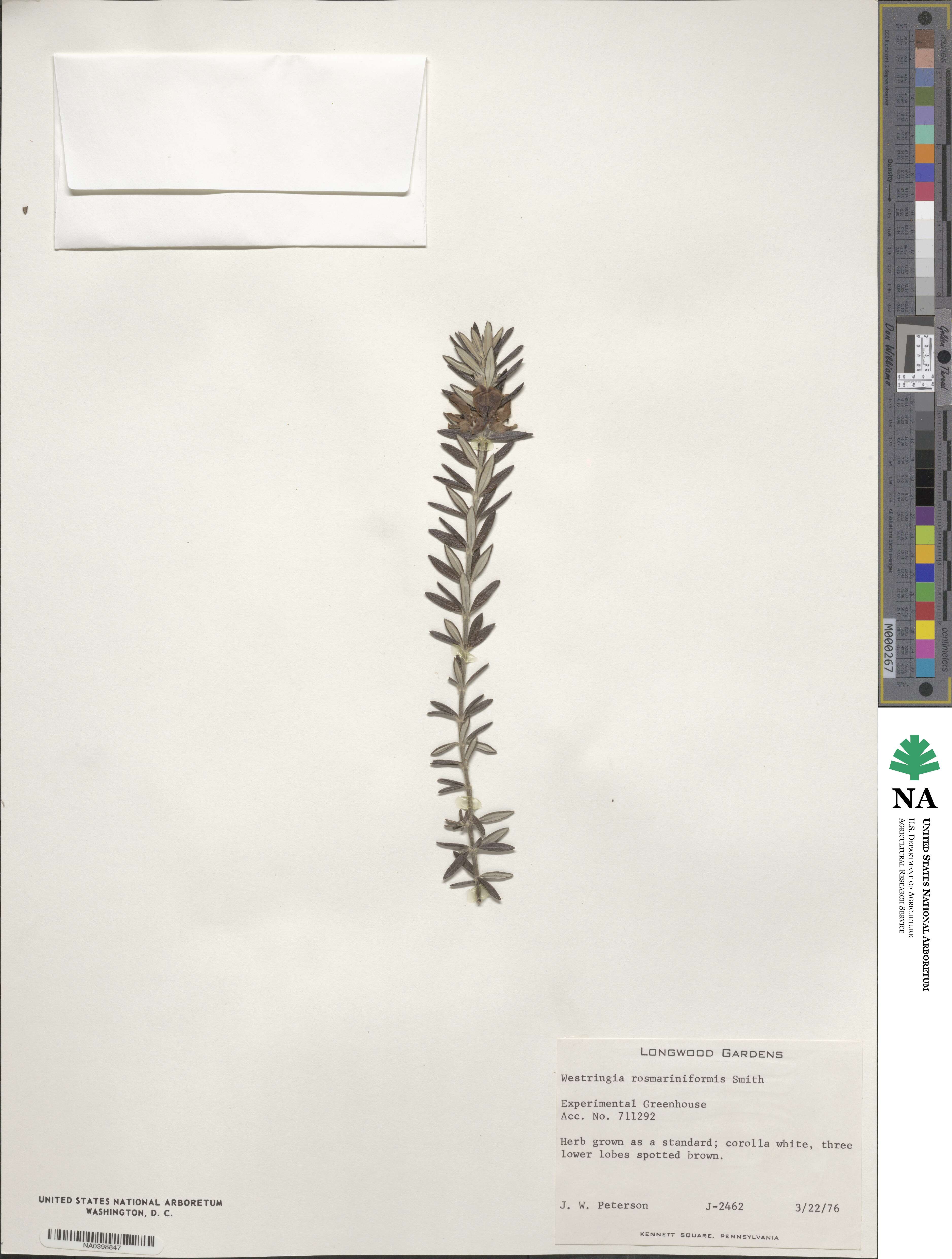 Westringia fruticosa image