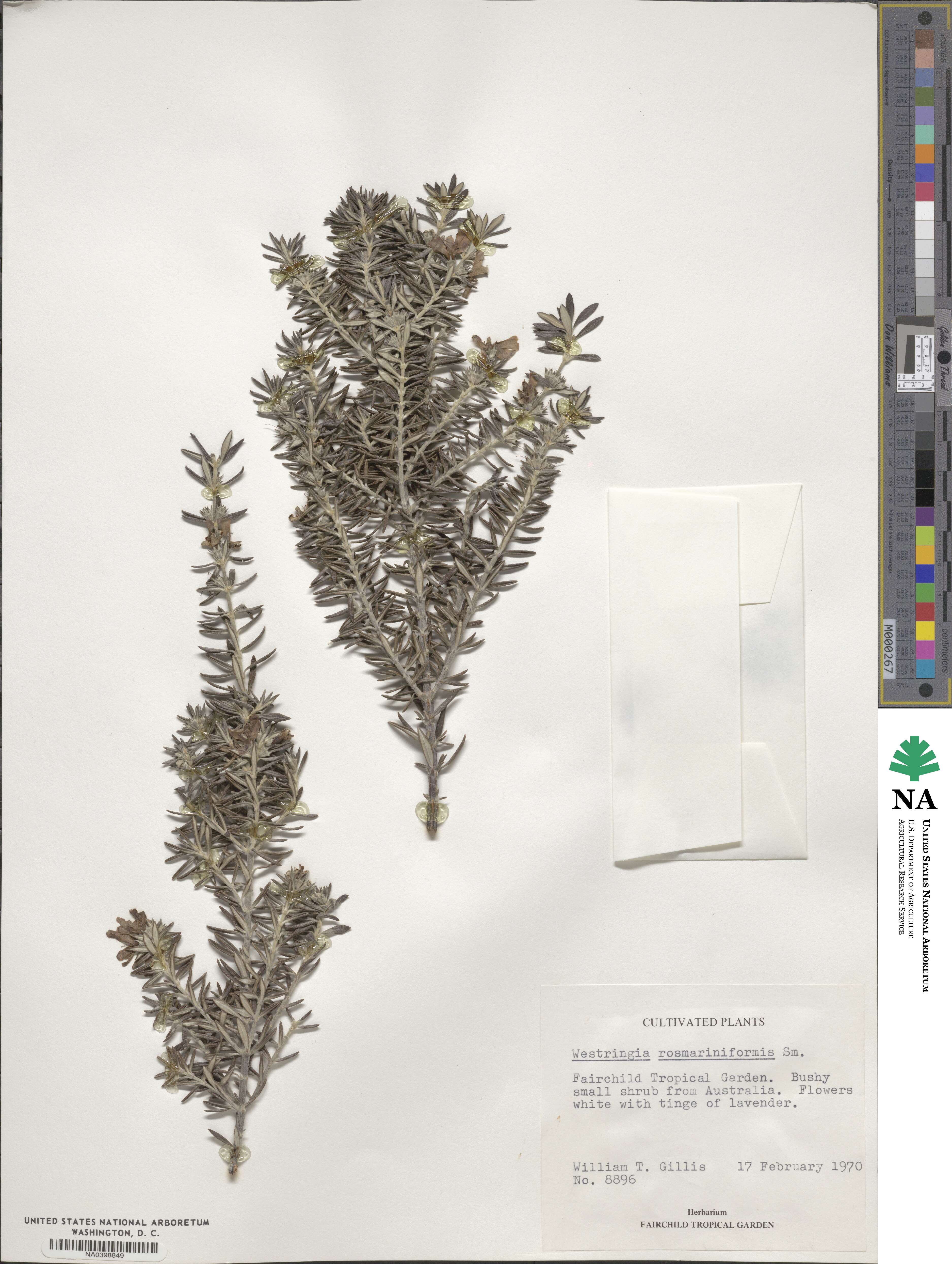 Westringia fruticosa image