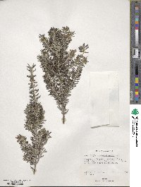 Westringia fruticosa image