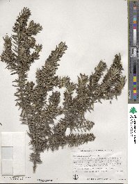 Westringia fruticosa image