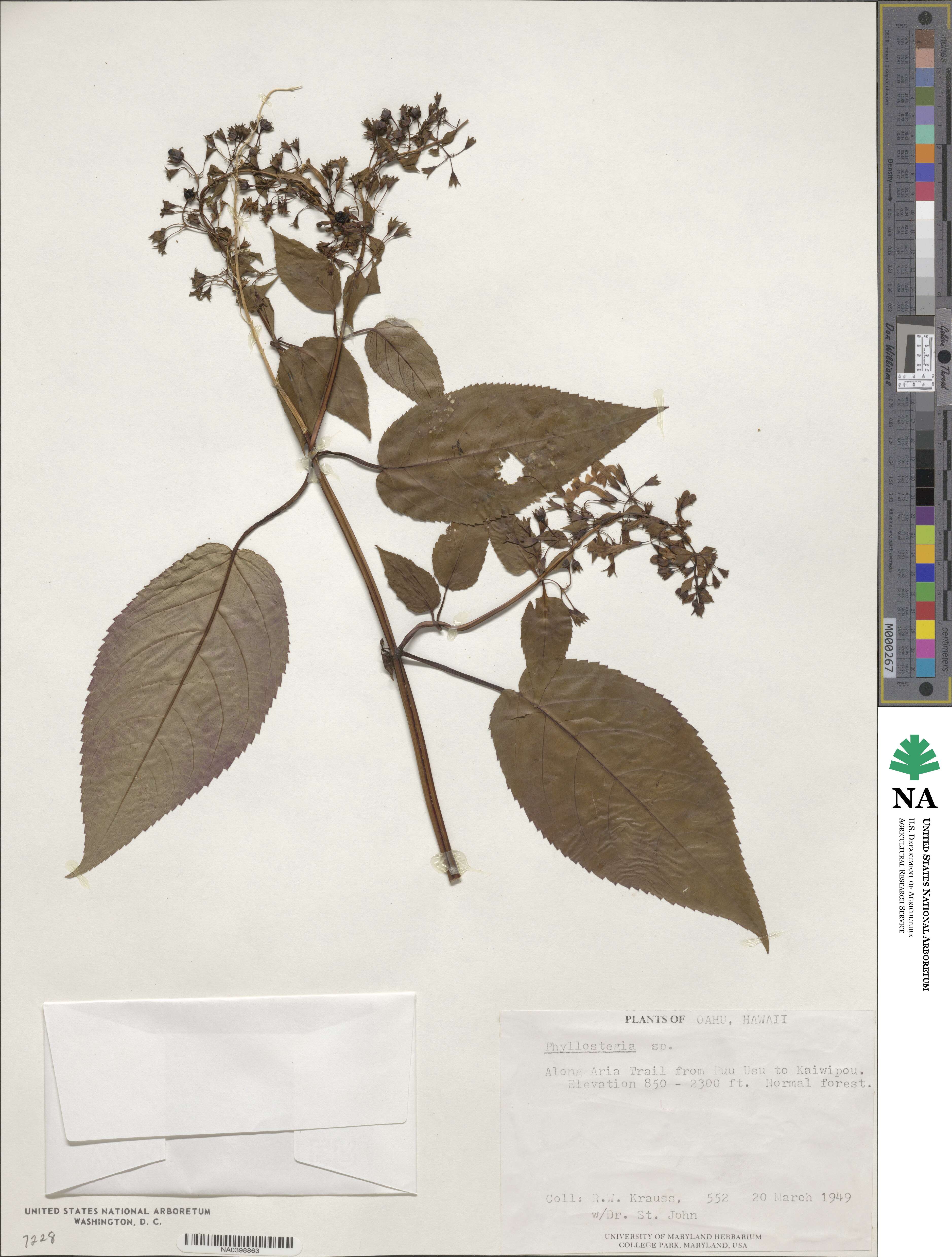 Phyllostegia image