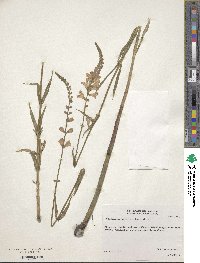 Physostegia intermedia image