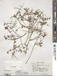 Scutellaria mexicana image