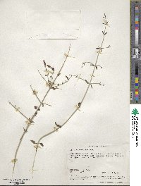 Scutellaria mexicana image