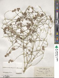 Scutellaria mexicana image