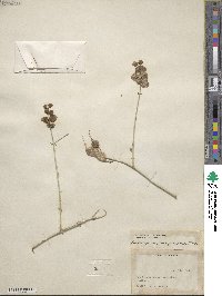 Scutellaria mexicana image