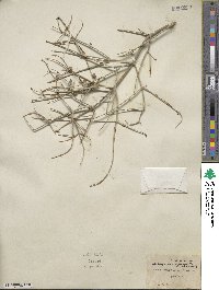 Scutellaria mexicana image