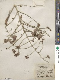 Scutellaria mexicana image