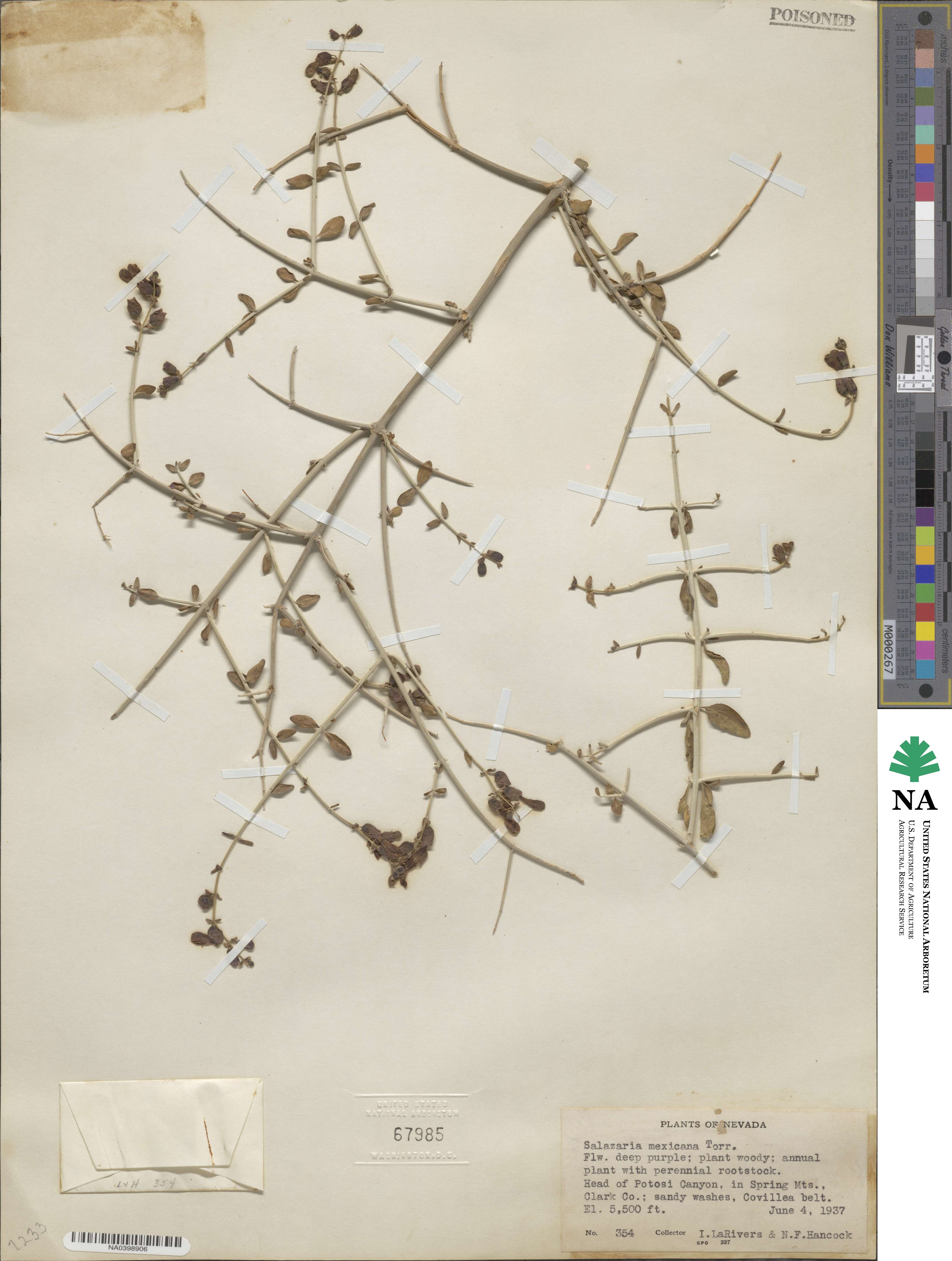 Scutellaria mexicana image