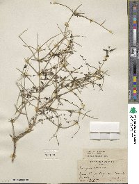 Scutellaria mexicana image