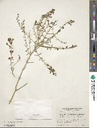 Scutellaria mexicana image