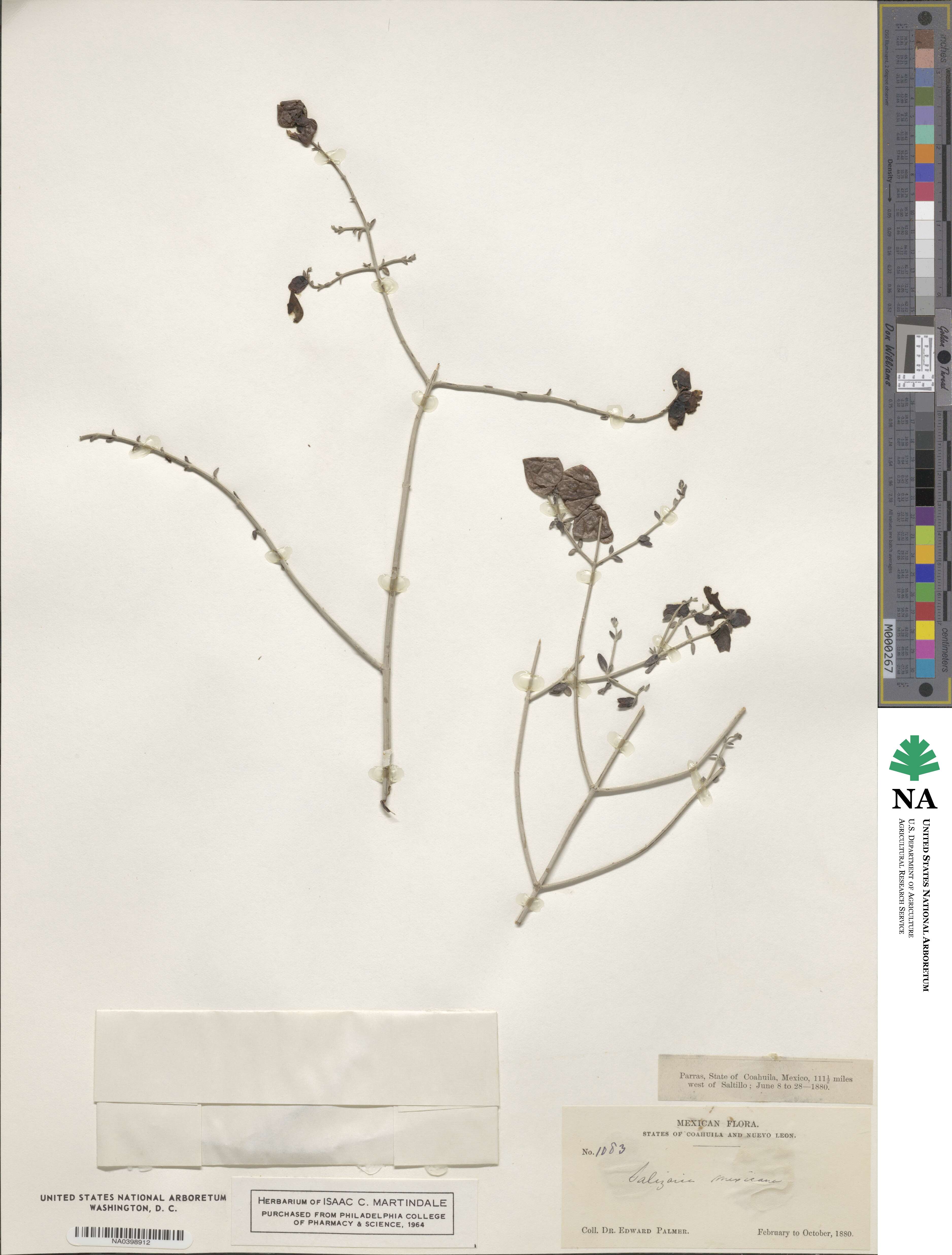Scutellaria mexicana image