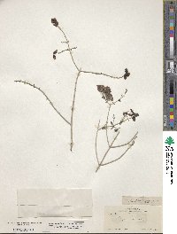 Scutellaria mexicana image