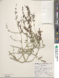 Scutellaria mexicana image