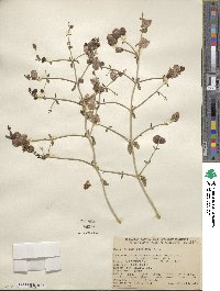 Scutellaria mexicana image