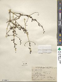 Scutellaria mexicana image