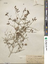 Scutellaria mexicana image