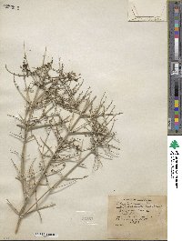 Scutellaria mexicana image