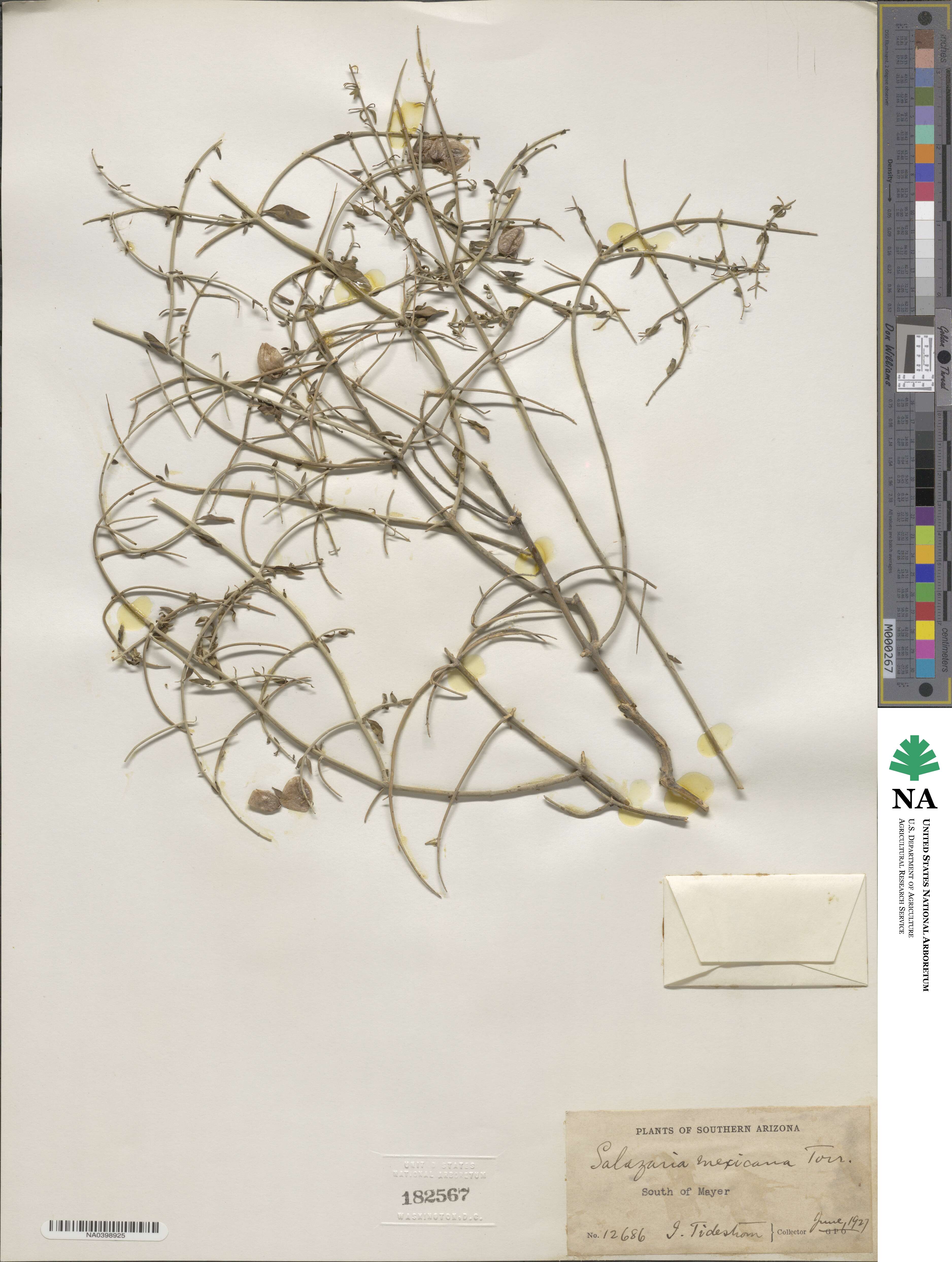 Scutellaria mexicana image
