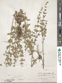 Scutellaria cardiophylla image