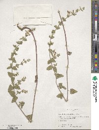 Scutellaria cardiophylla image