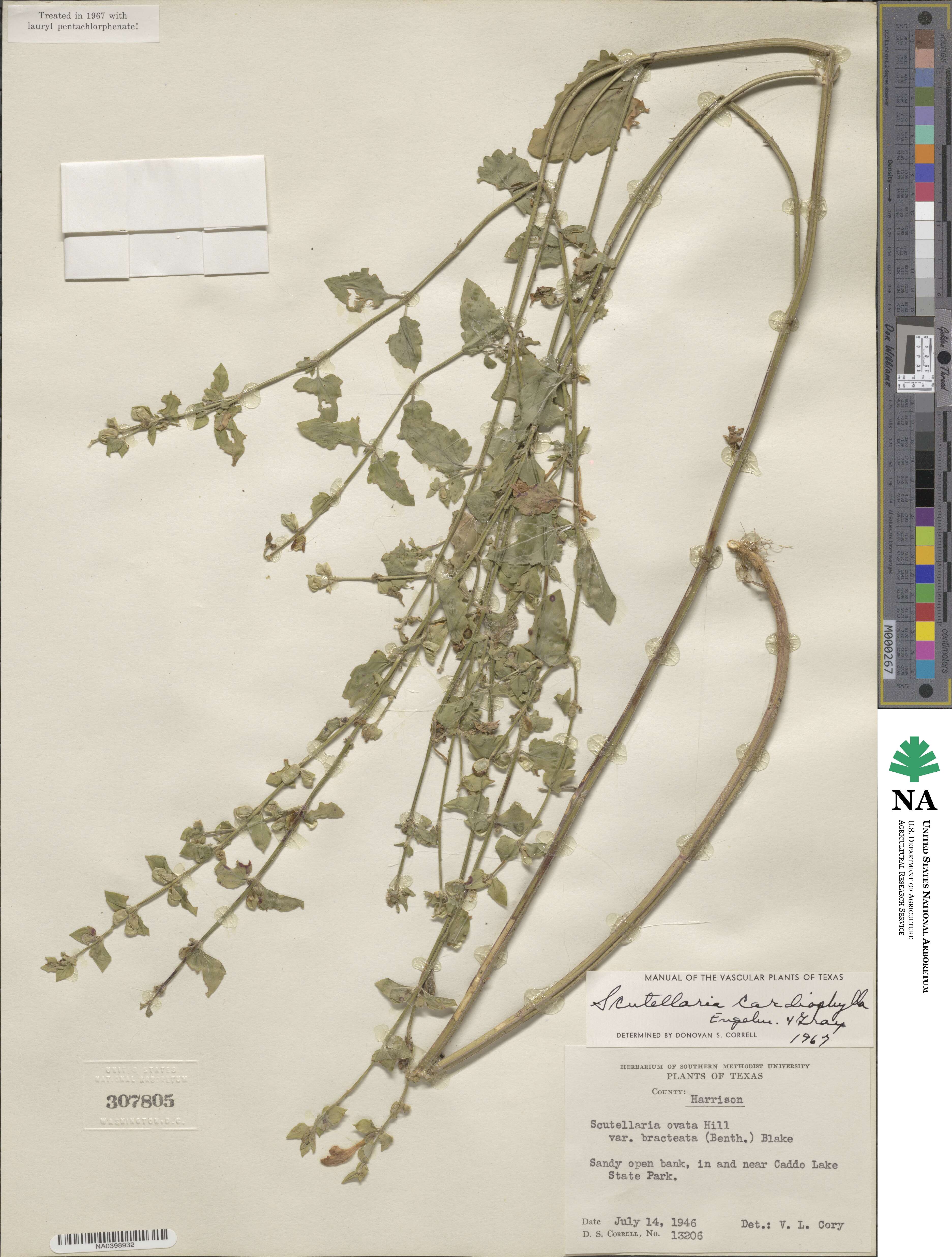 Scutellaria cardiophylla image