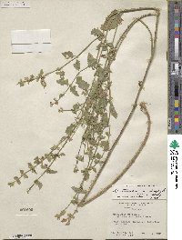 Scutellaria cardiophylla image