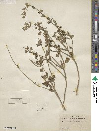 Scutellaria cardiophylla image