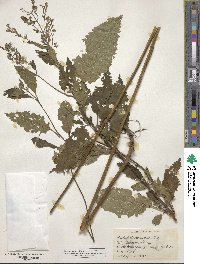 Scutellaria incana image