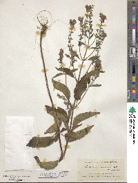 Scutellaria incana var. punctata image