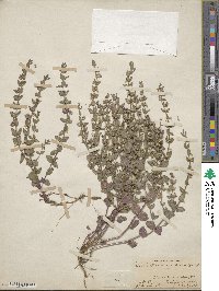 Scutellaria parvula image