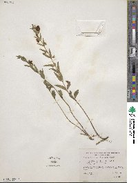 Scutellaria californica image