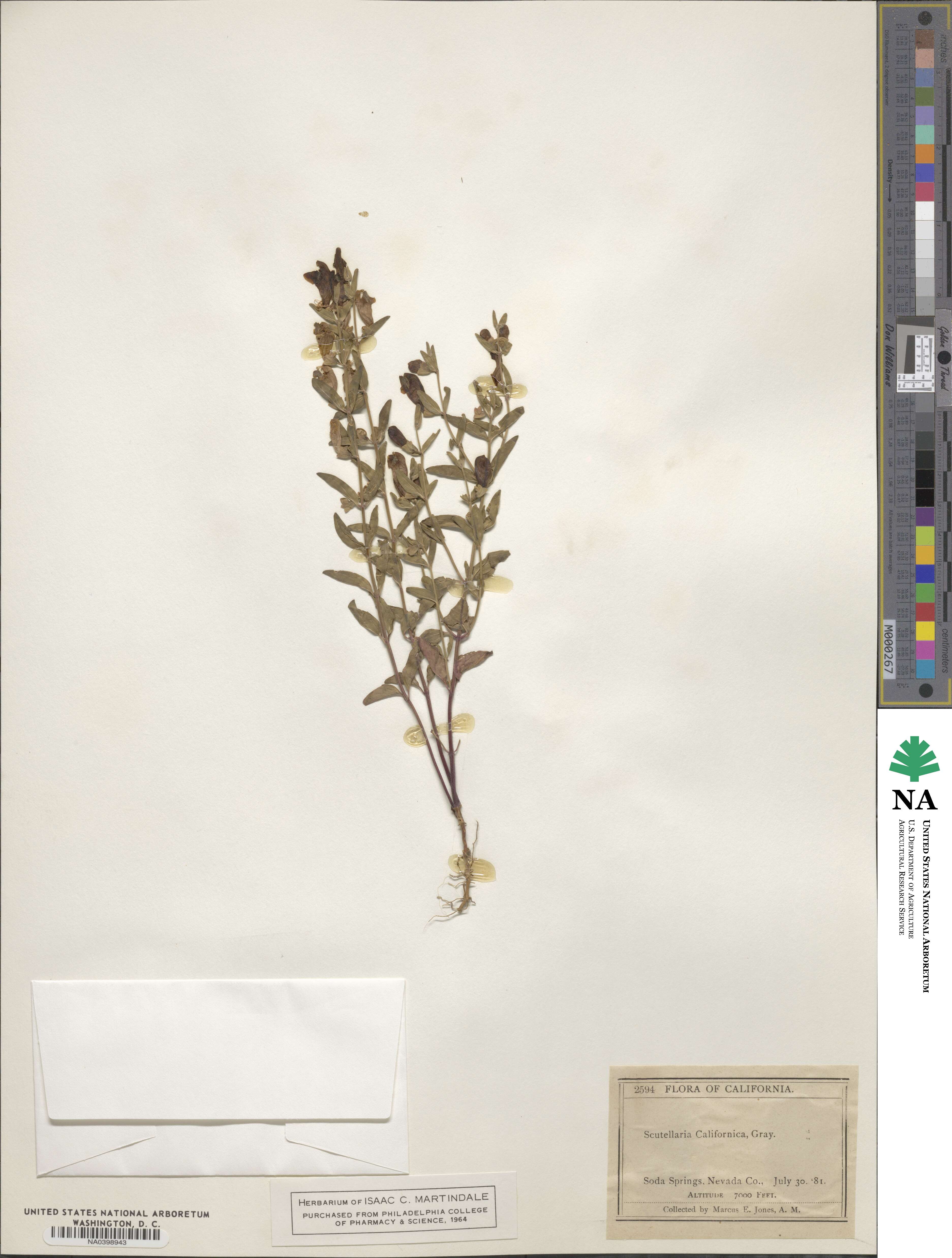 Scutellaria californica image